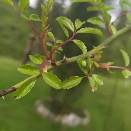 родинна оселя Guest house *
