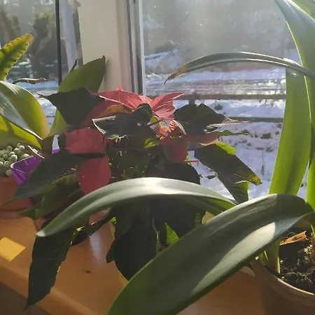 родинна оселя Slavske